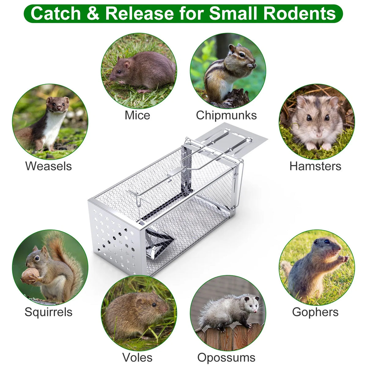 Cage de piège à rats à haute sensibilité - Construction en acier inoxydable