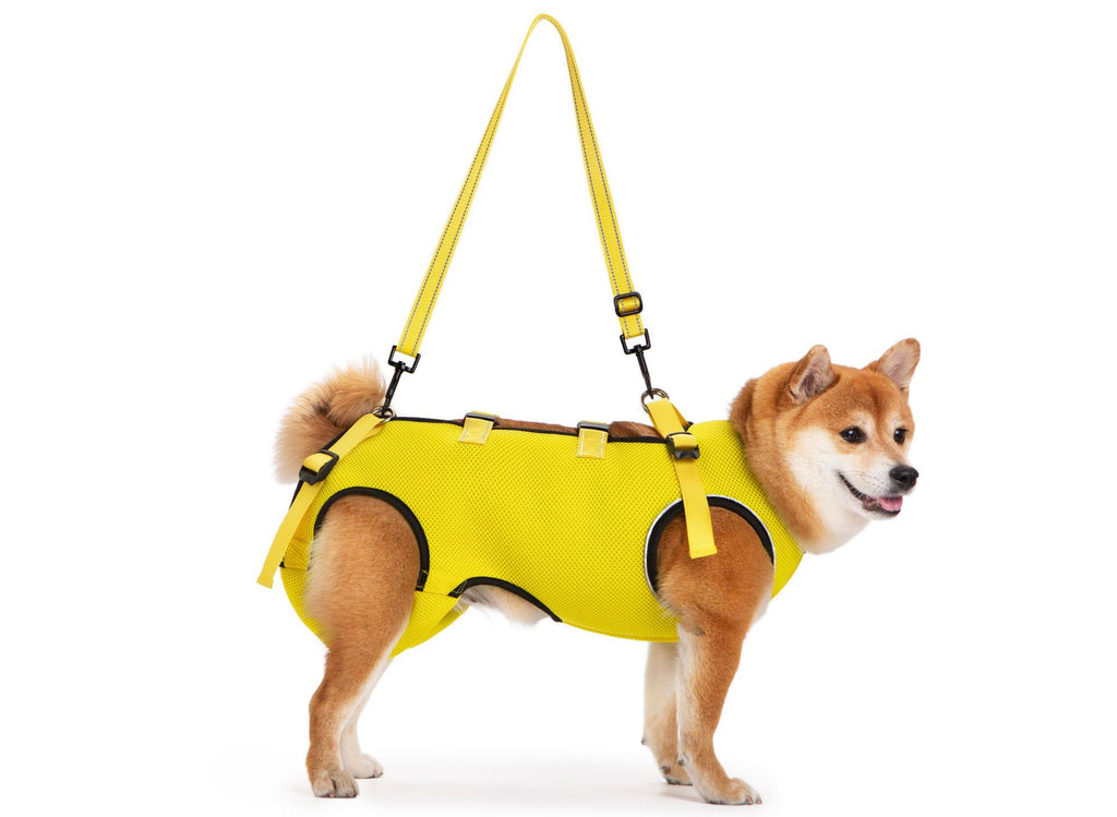 Clothing for senior dogs