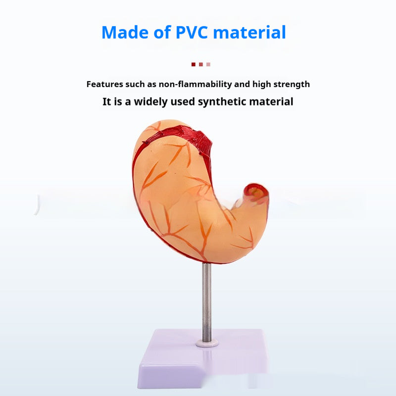 Modèle du système digestif humain Section coronale gastrique Anatomie anorectale Enseignement médical Ai