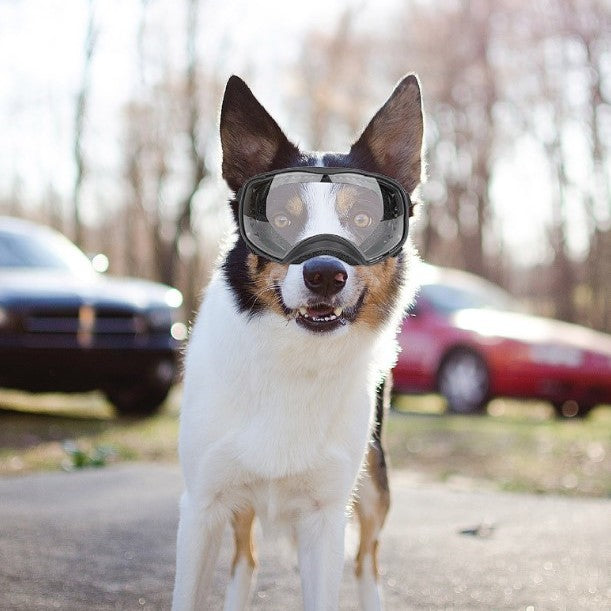Verres pour animaux de compagnie Grand paquet de chien Protection des yeux Pluie et neige coupe-vent