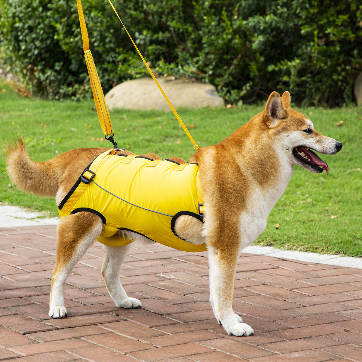 Clothing for senior dogs