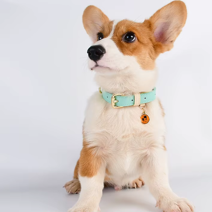 S M L Collier de chien