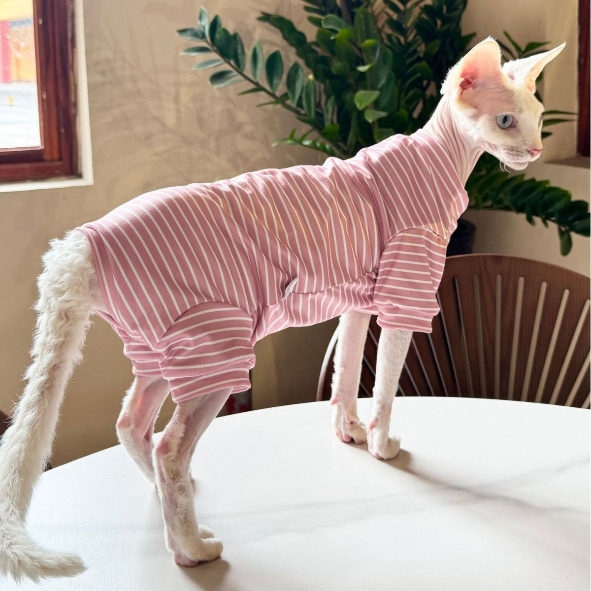Sphynx Cat été mince respirant rayé quatre vêtements de chemise à pattes pour les chats sans cheveux