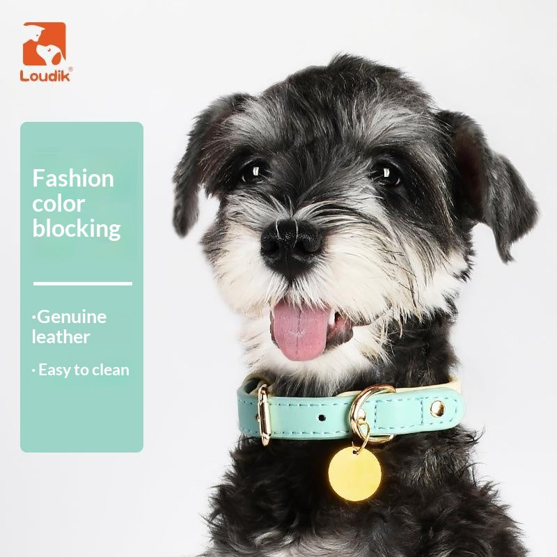 Collier en cuir pour chiens de taille petite et moyenne