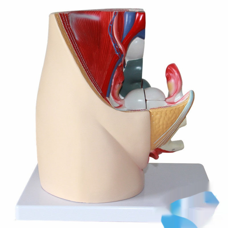 Modèle de section sagittale pelvienne avec systèmes urinaires extrinsèques et intrinsèques