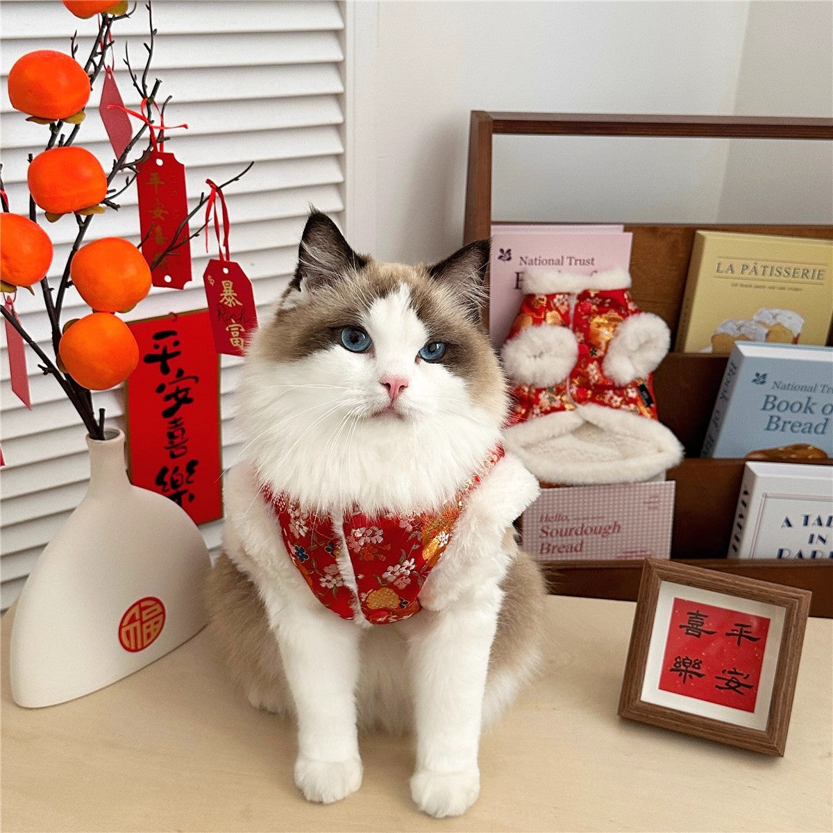 Sous-vêtements Ragdoll Maillot de chaton à l'ombre d'argent