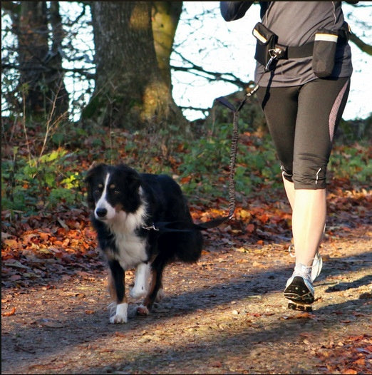 Harnais pour chien en laisse attelé