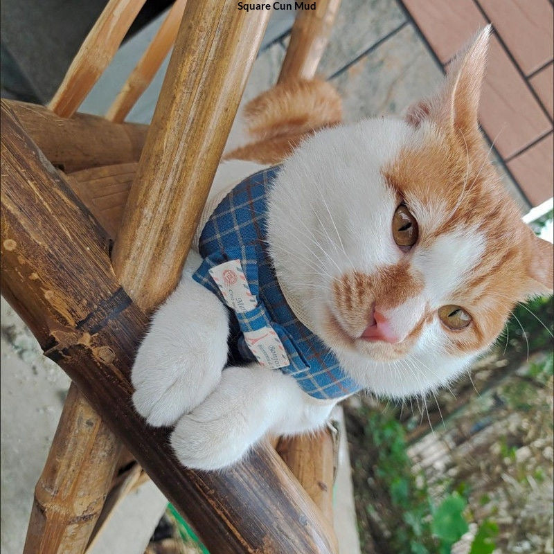 Leash de style vestois pour les chats et les chiens à pied