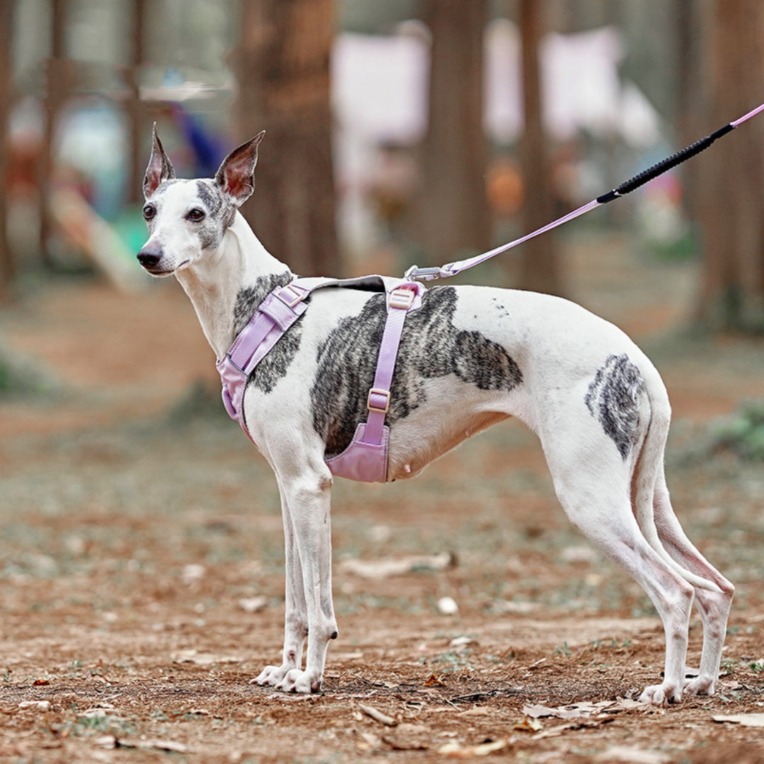 Chien poitrine et dos main tenant corde marche jeune moyen grand chien