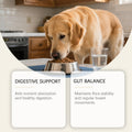 Formule douce pour les comprimés quotidiens pour animaux domestiques pour chiens