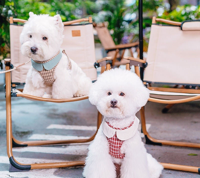 Harnais de chien de la mode petit Vest Rope