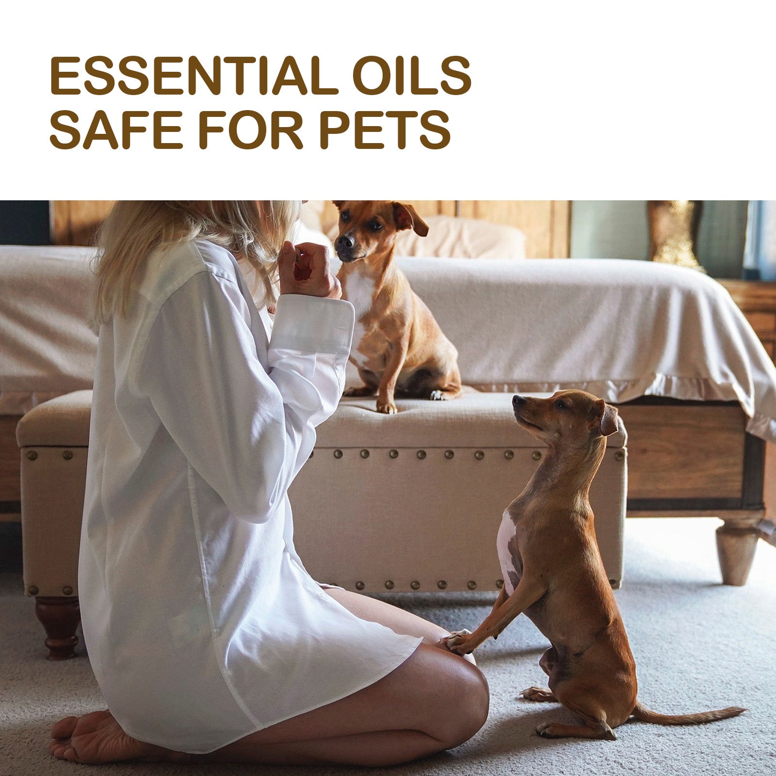 Huile de soin pour chien avec acide gras de baume de citron