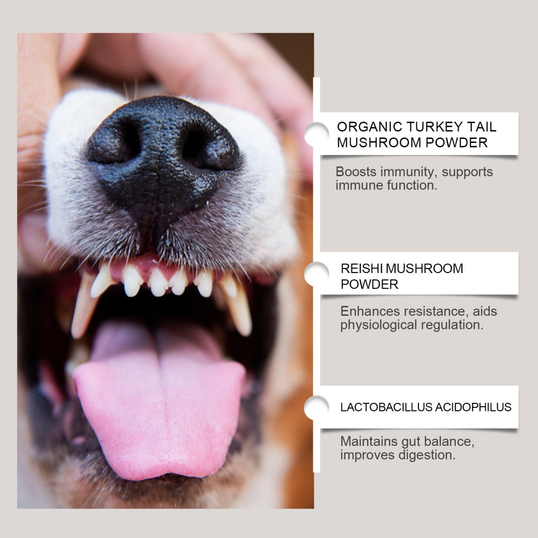 Supplément en poudre pour soins dentaires pour chiens