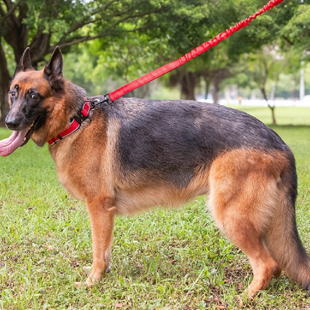 Collier de chien tactiqueHarness réfléchissant réglable