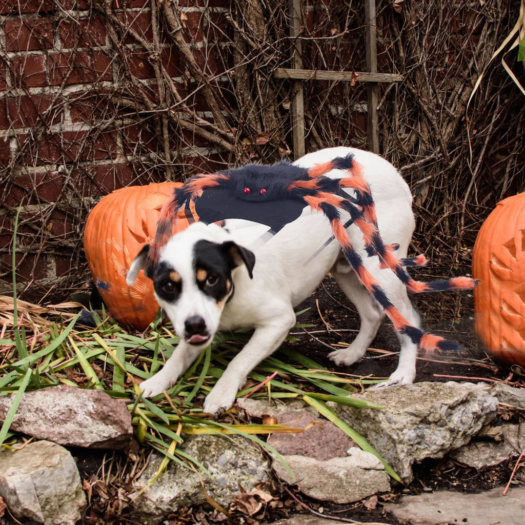 Déguisement Halloween Pet Spider Style américain
