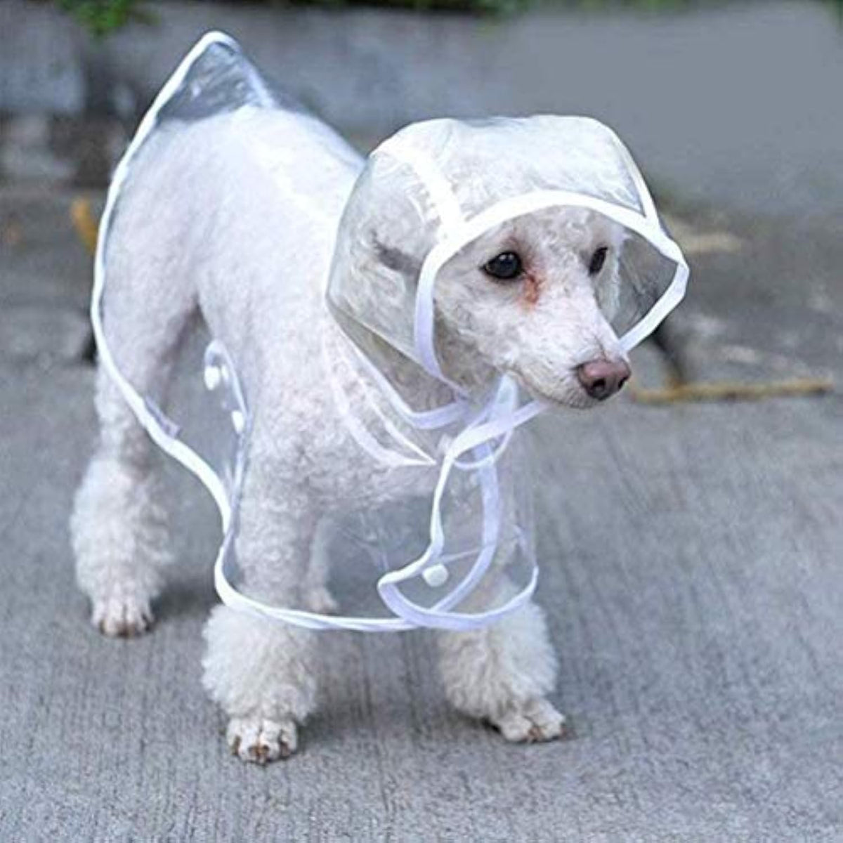 Transparent imperméable pour petits chiens moyens Vêtements imperméables pour animaux de compagnie avec veste de pluie à capuchon