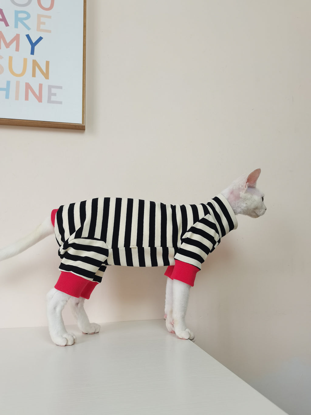 Vêtements pour chats à quatre pattes, sans fourrure