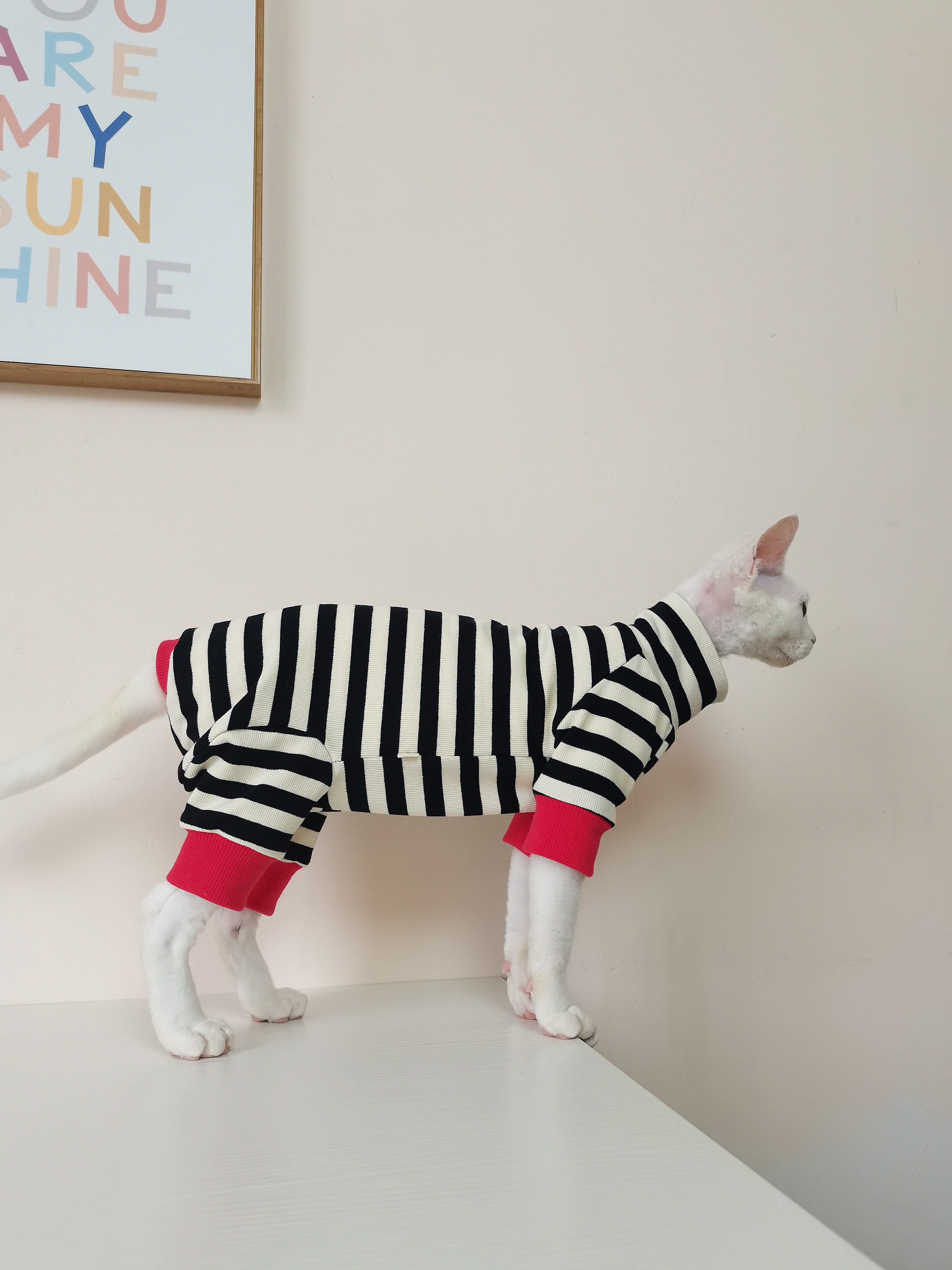 Vêtements pour chats à quatre pattes, sans fourrure
