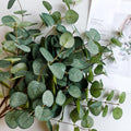 6 branches artificielles de l'eucalyptus