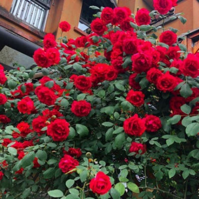 Rose and Rambler Rose Seeds for Gardens