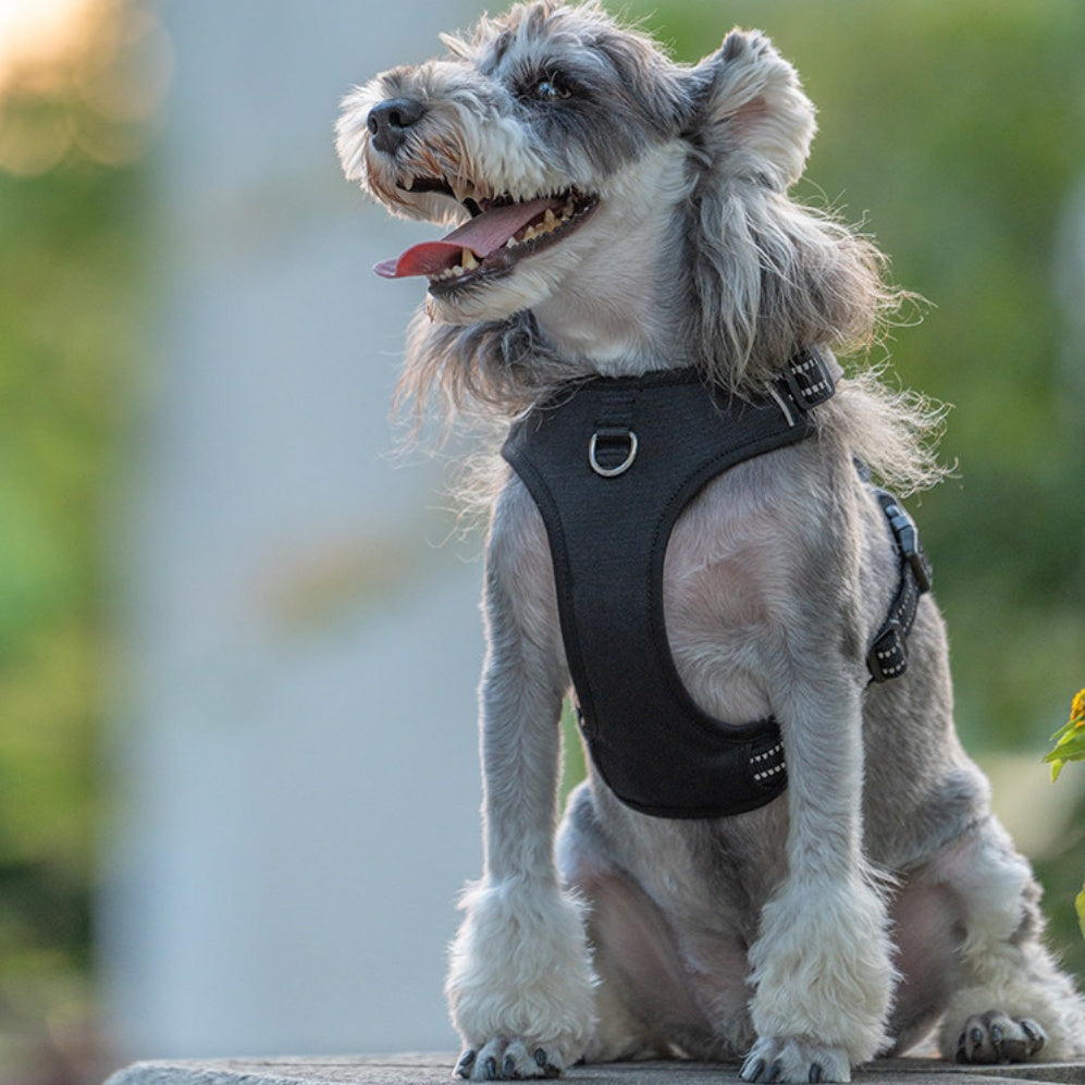 Harnais de chien rembourré résistant aux explosions
