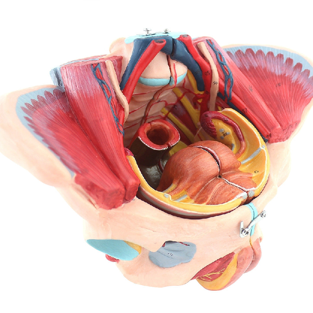 Modèle anatomique des muscles du plancher pelvien attachés à la femelle humaine Pelvis