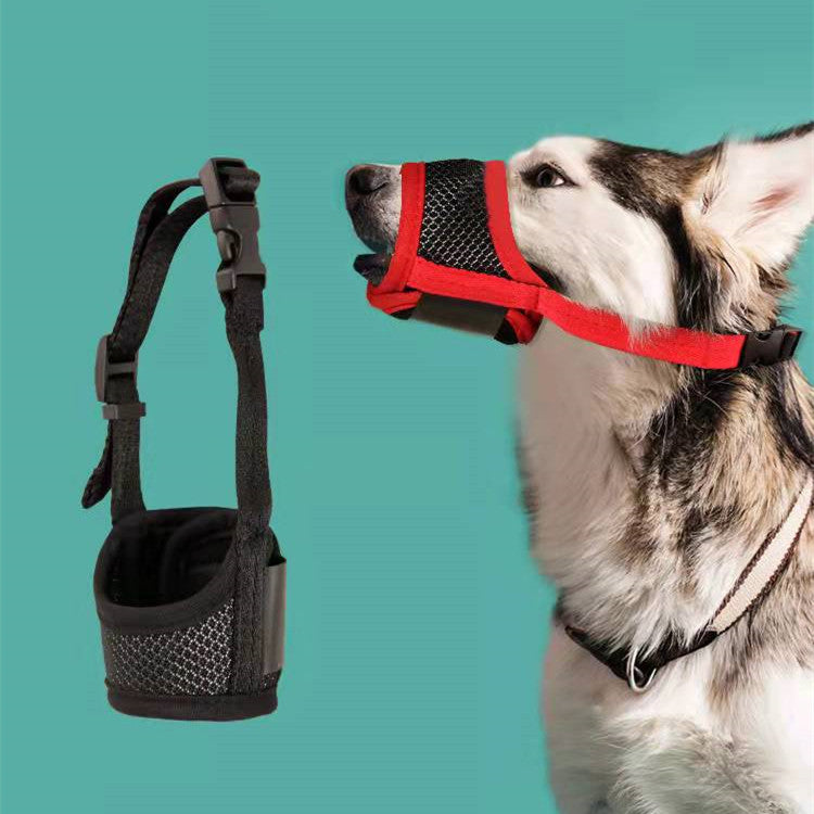 La bouche du chien protège contre les morses