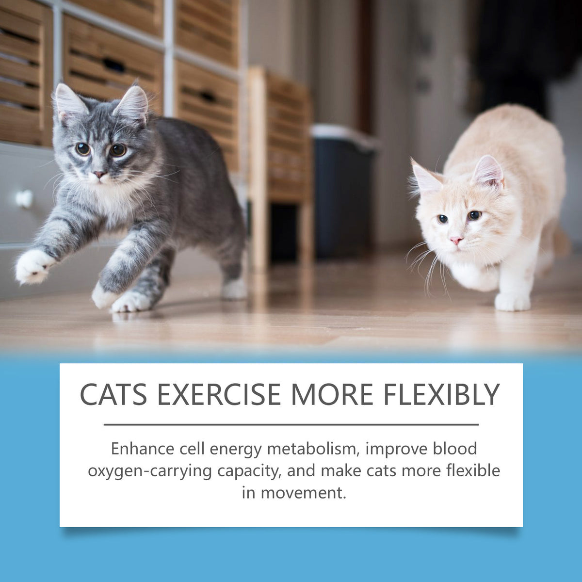 Daily Coenzyme Q10 tablets for cats
