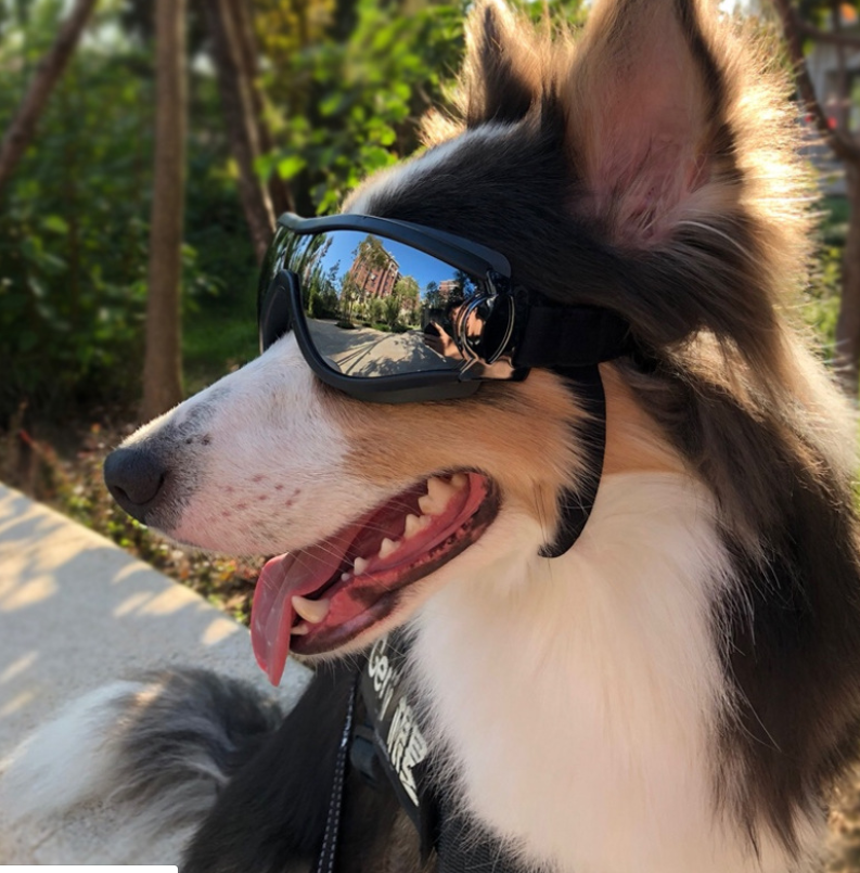 Animaux de compagnie lunettes chien fournitures lunettes imperméables pare-brise solaire UV lunettes de chien