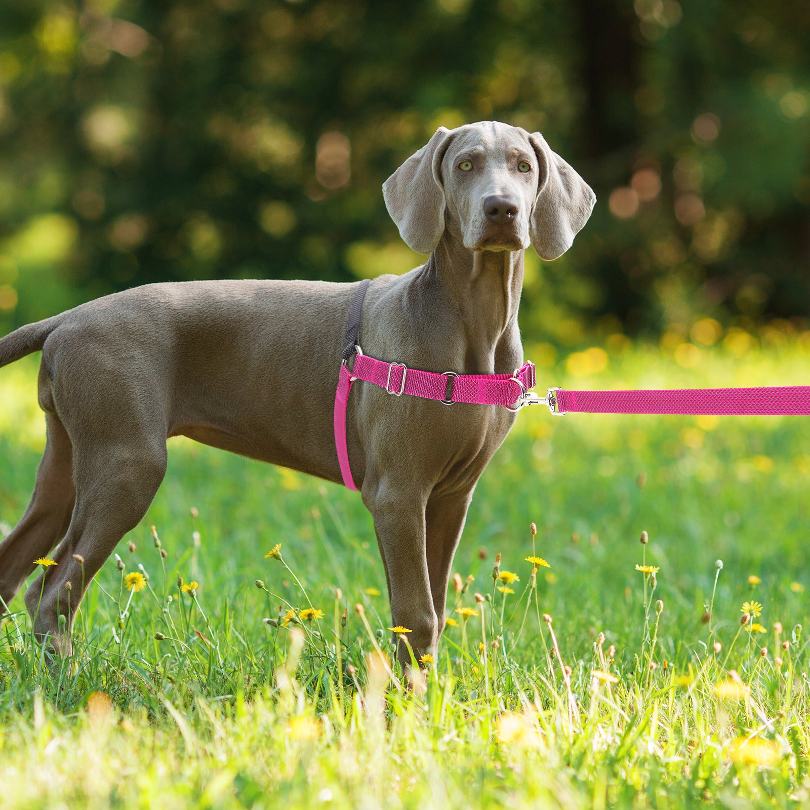 Harnais d'entraînement réfléchissant pour chien