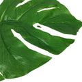 Simulation Feuille de tortue Feuille de tournesol