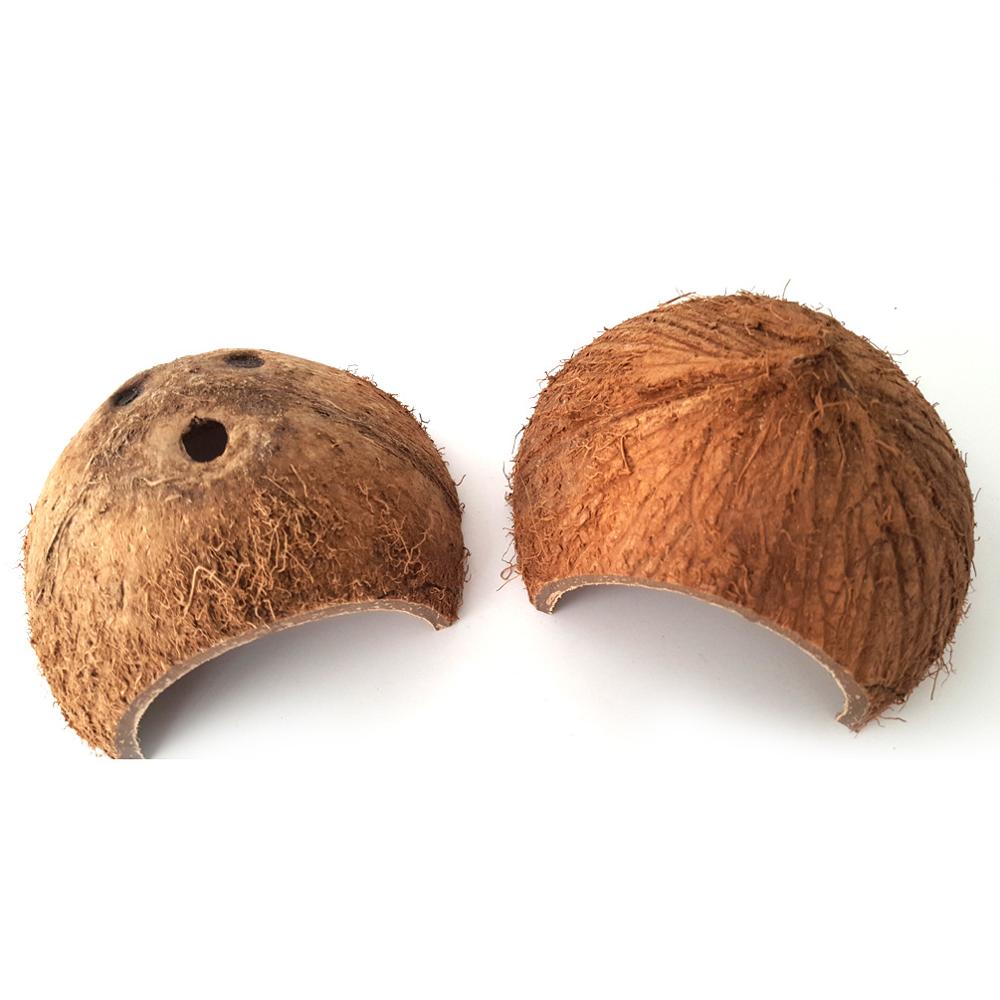 Reptile cache grotte nid naturel noix de coco coquille