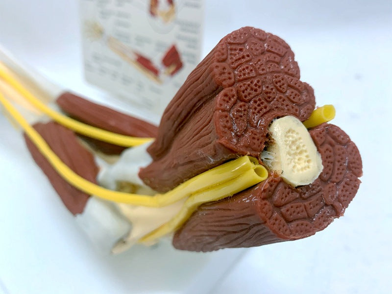 Modèle de joint de ligament dans le muscle Nerve Anatomie Skeleton humain Crâne bras d'enseignement