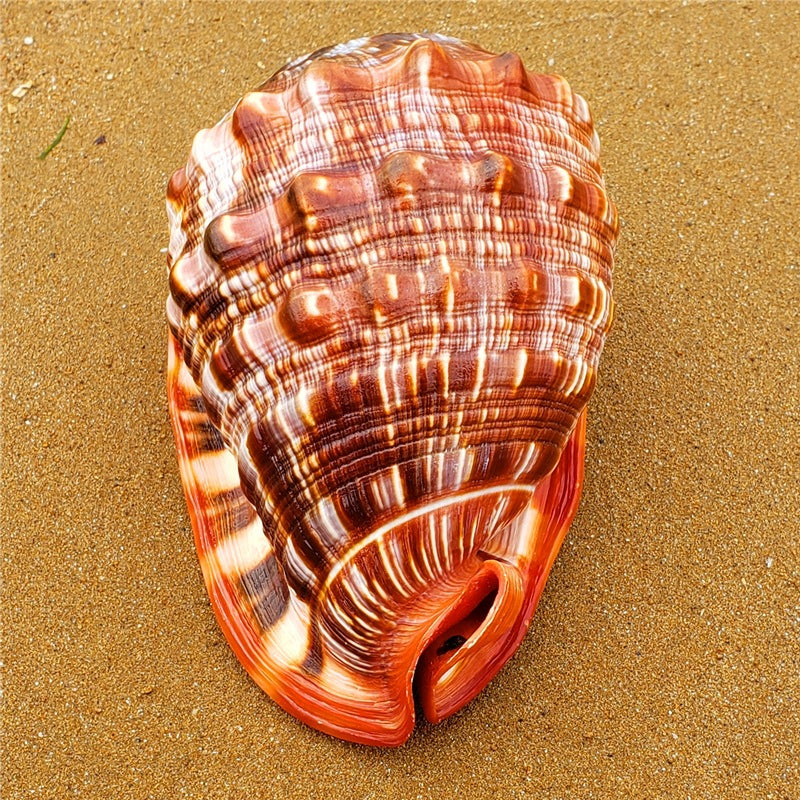 Naturel Super Grande Escargot Wanbao Escargot Français Grande Conch Aménagement paysager