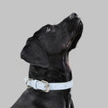 Collier pour chien en cuir pour chiens de taille petite à moyenne avec une corde de traction