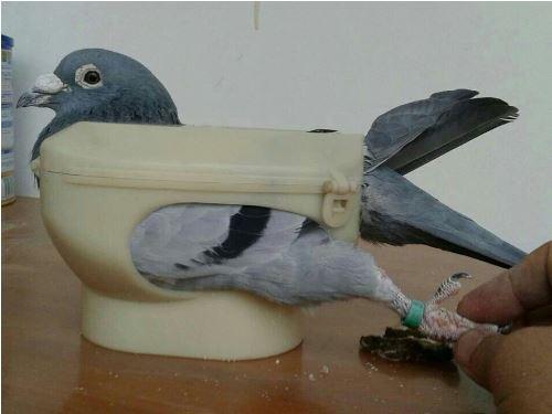 Pigeon de course en plastique support facile Bird rack à cadre fixe médicament nourrisseur bleu clair