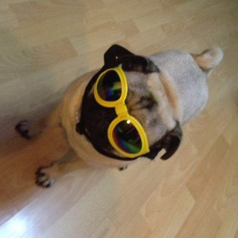 Lunettes de soleil pour chiens pliables de taille moyenne Lunettes de protection UV pour animaux de compagnie