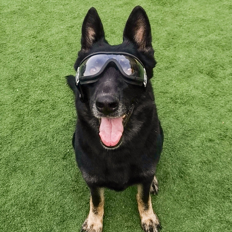 Grandes lunettes de soleil à encre de chien