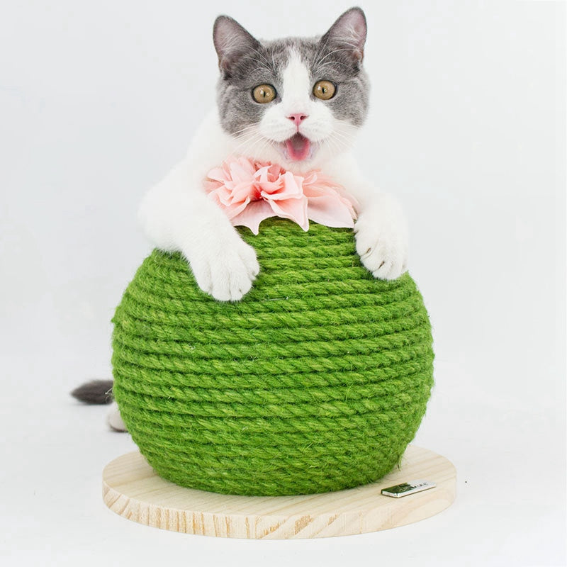 Cadre d'escalade Cactus Cat