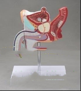 Modèle du système urinaire anatomique des maladies de reproduction interne masculine