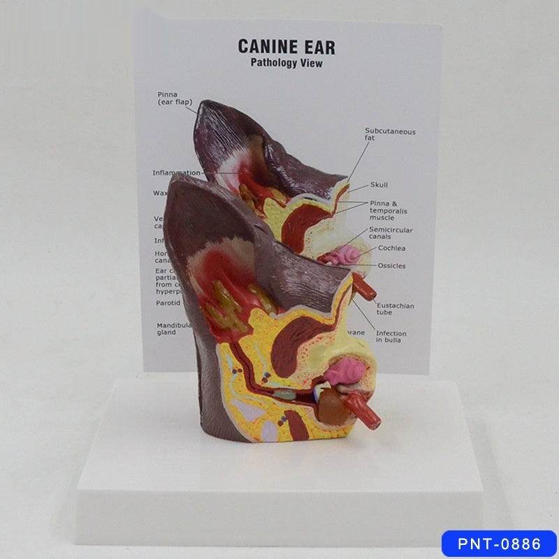 Modèle anatomique de l'oreille des chiens