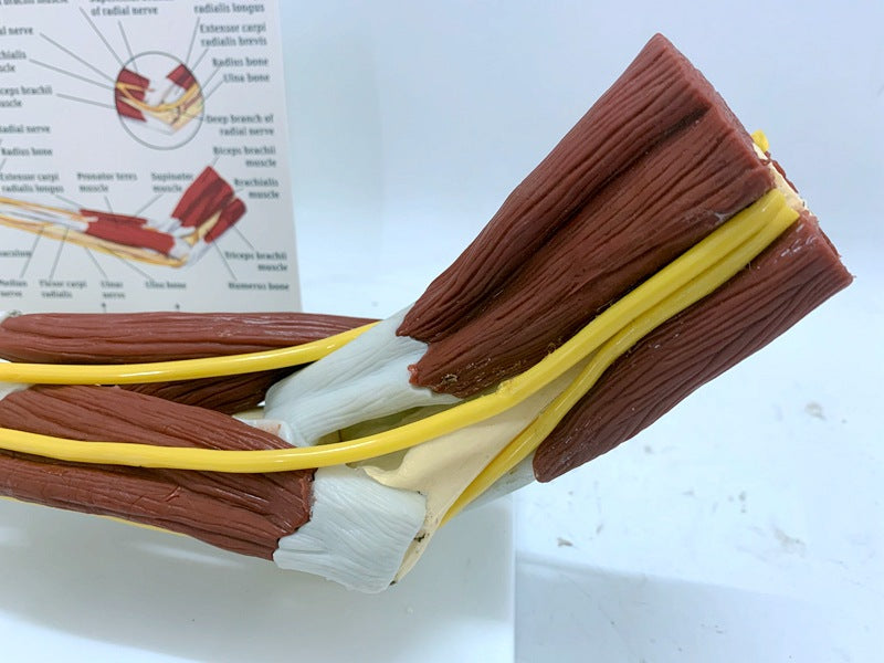Modèle de joint de ligament dans le muscle Nerve Anatomie Skeleton humain Crâne bras d'enseignement