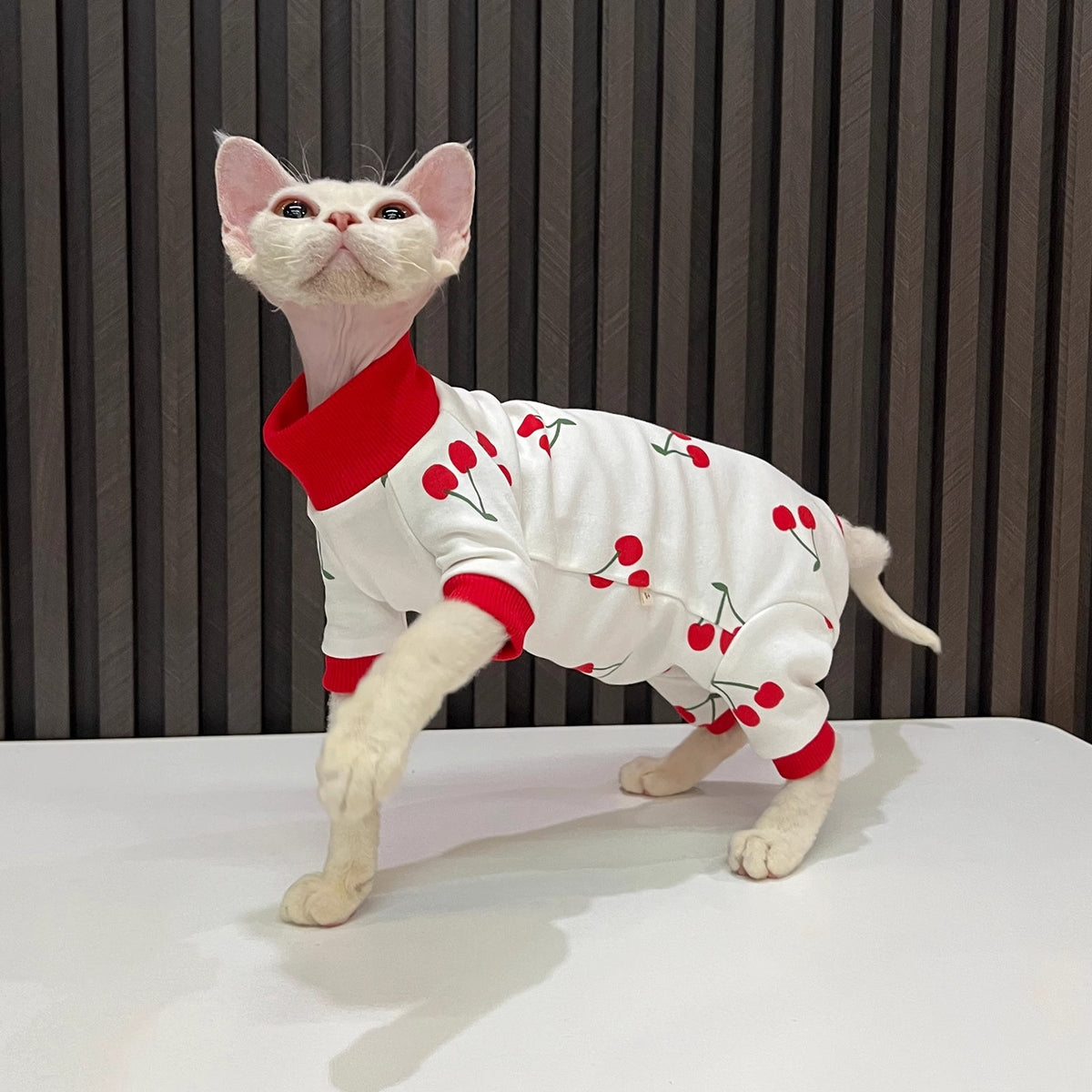 Le printemps et l'automne sans cheveux Cat tout inclus Anti-linte manches Cat vêtements