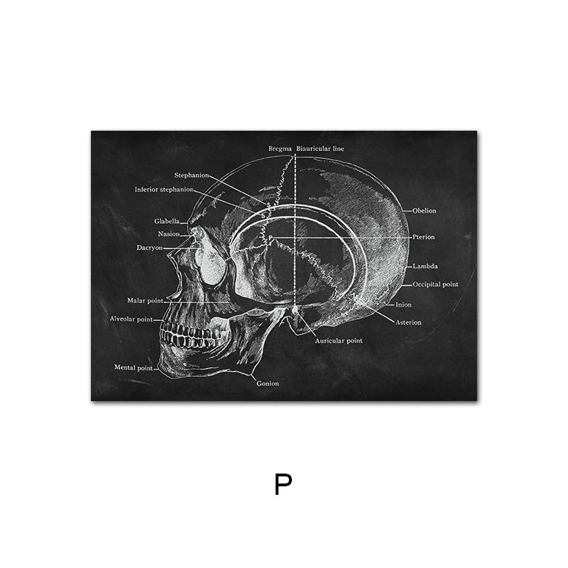 Peinture sur toile du système d'organes de squelette d'anatomie humaine