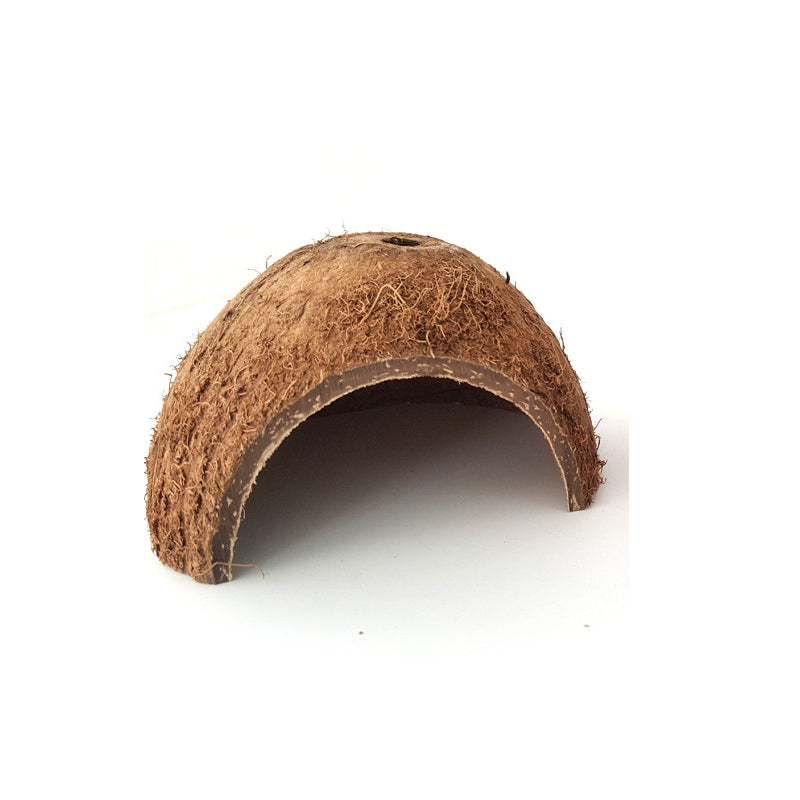 Reptile cache grotte nid naturel noix de coco coquille