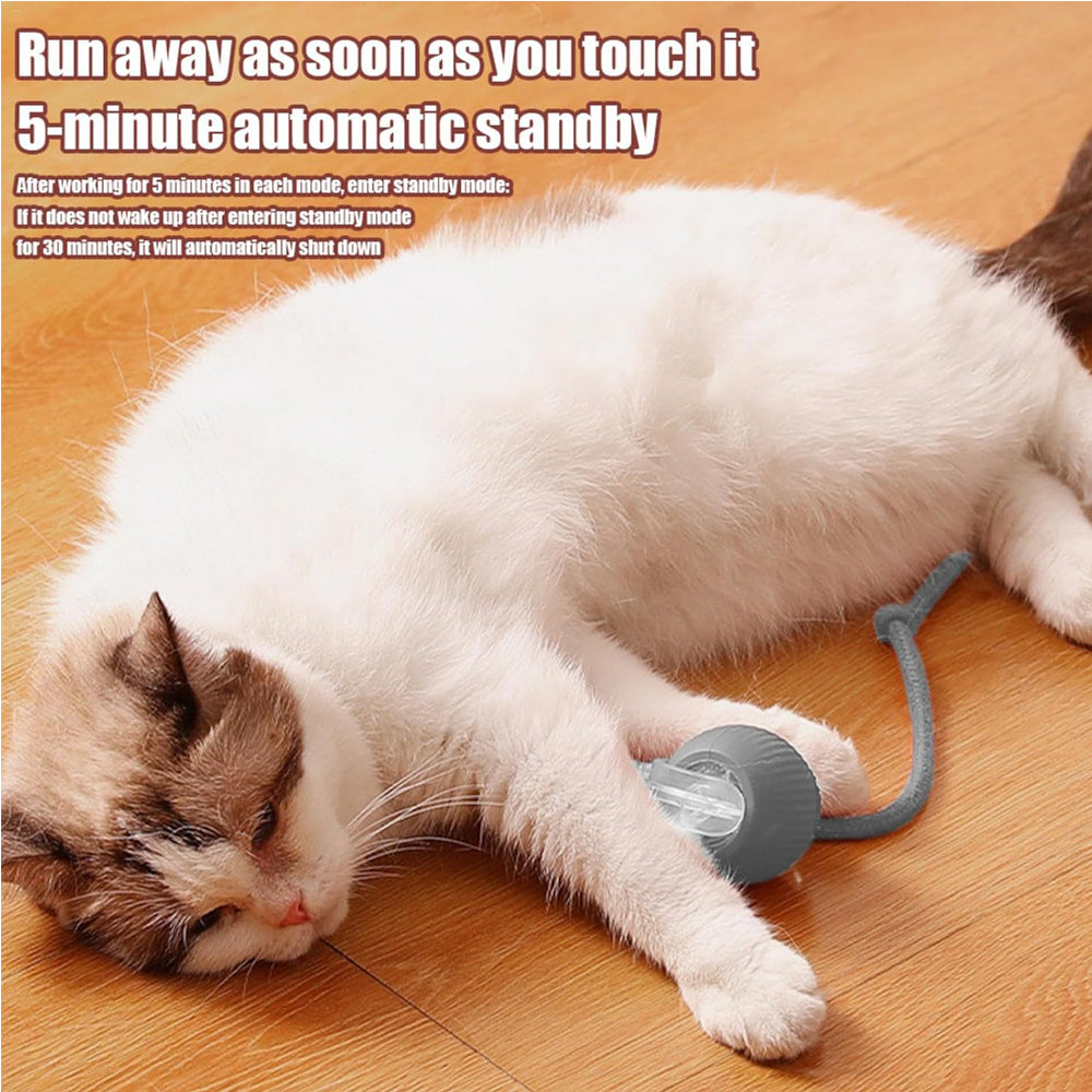 Jouet électrique de boule de chat de chien