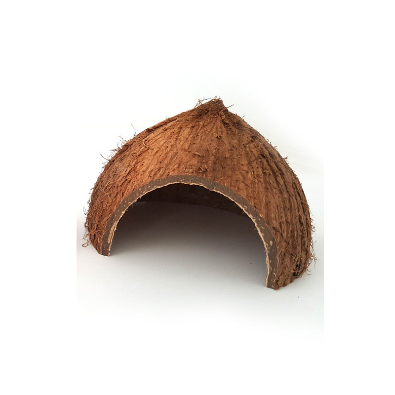 Reptile cache grotte nid naturel noix de coco coquille