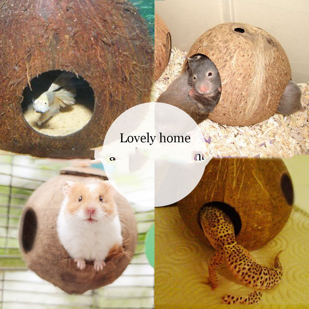 Noix de coco créative Shell Bird Nest Feeder