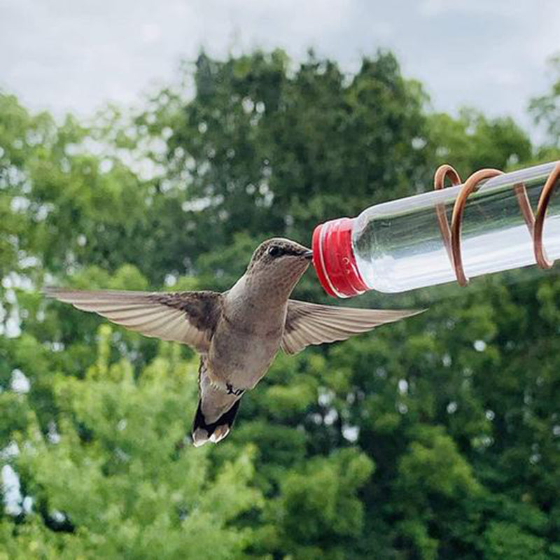 Garden Bird Feeder fournit Cummingbird Feeder Buyer Suction Cup Facile à nettoyer Deck Gard