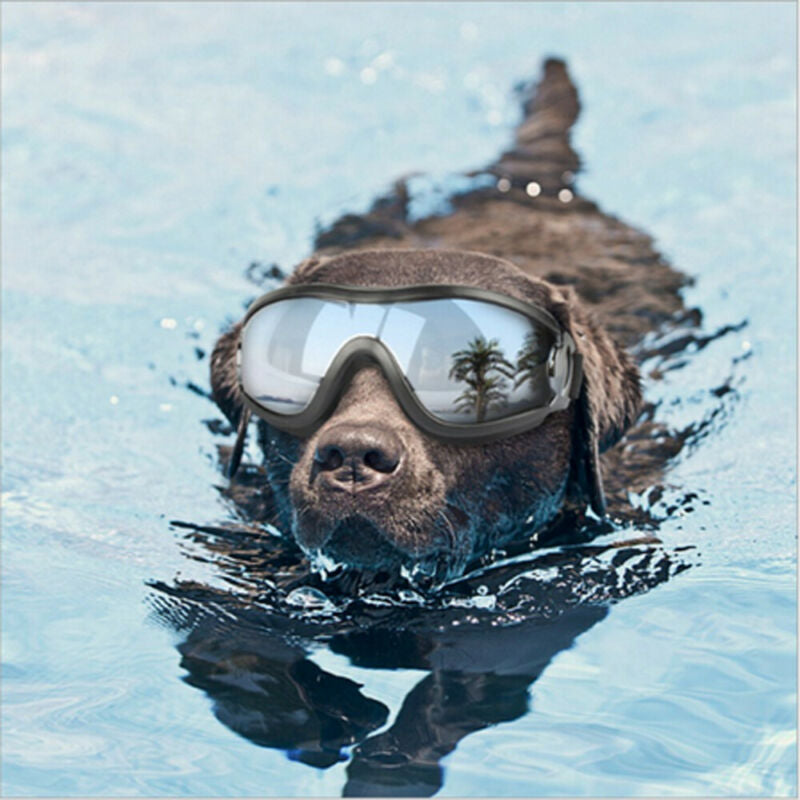 Lunettes de soleil pour chiens Lunettes de soleil pour chiens Droit Lutter contre les fournitures Lunettes de soleil pour chats étranges